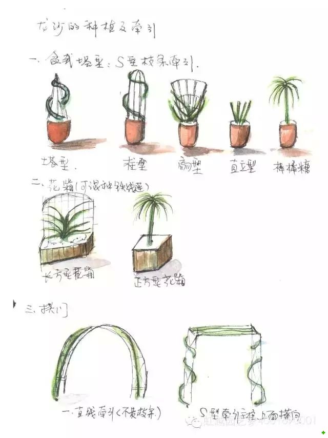 龍沙寶石的種植方法