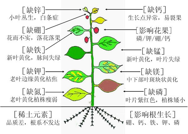 各種微量元素缺少后的表現(xiàn)。