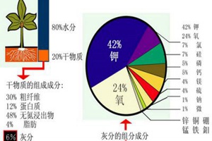 月季缺肥的各種表現(xiàn)以及處理方法