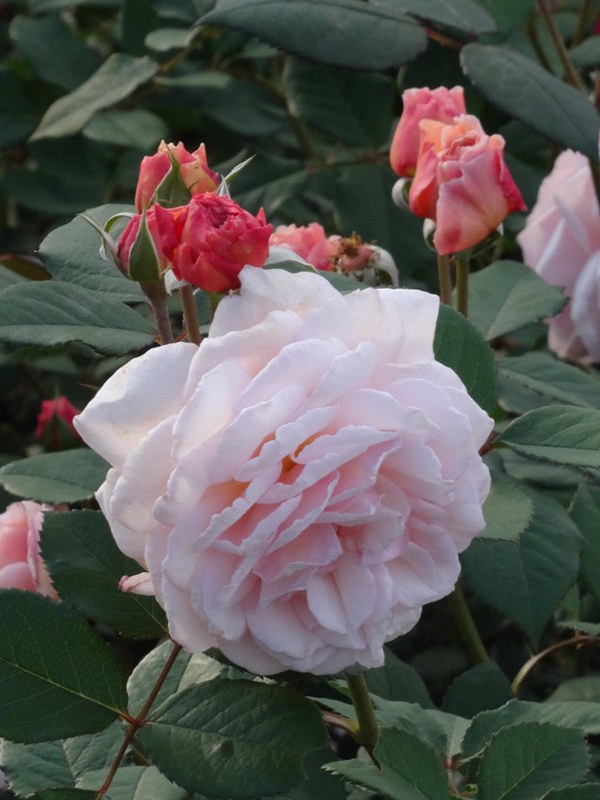 什羅普郡一少年(A Shropshire lad)