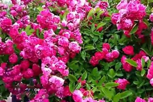 [海棠薔薇]海棠薔薇花期_優(yōu)缺點(diǎn)