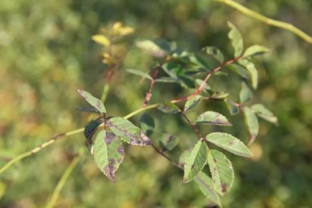 夏季月季黑斑病高發(fā)期，花友要注意防治！