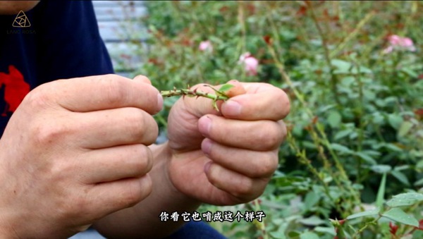 初夏吸花要當(dāng)心，你聞到的可能不是花香，而是薊馬