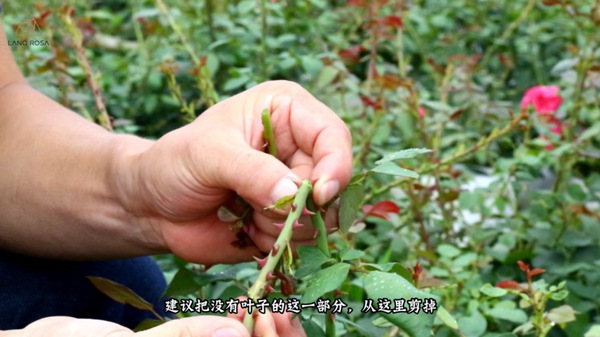 初夏吸花要當(dāng)心，你聞到的可能不是花香，而是薊馬