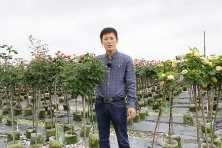 復(fù)花全靠剪，樹狀月季春季花后修剪攻略