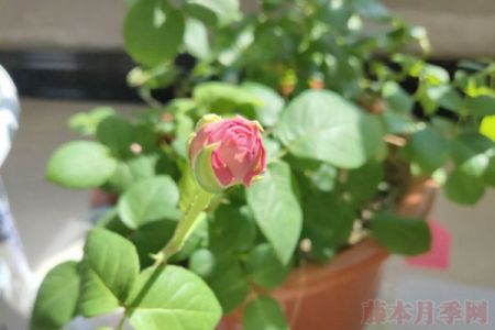 月季小白購(gòu)買種植初體驗(yàn)(四)——初花不對(duì)版