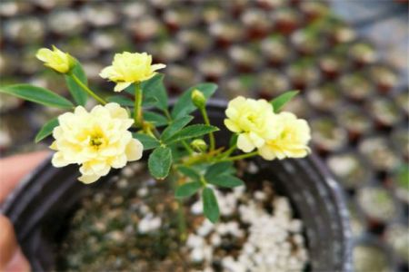 黃木香幾年可以開(kāi)花，黃木香怎樣才能多開(kāi)花呢(圖文)