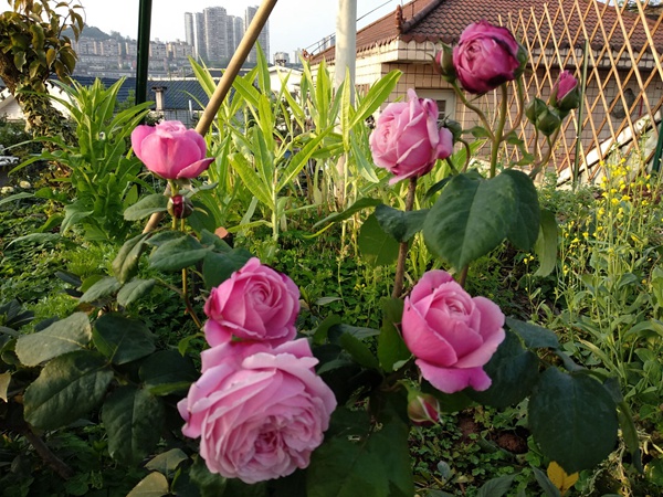 想要買月季花樹苗，這些知識(shí)要了解！