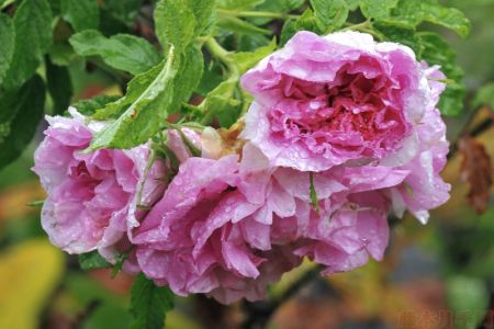 圖解！玫瑰Rosa Rugosa及雜交玫瑰系列Hybrid Rugosa介紹