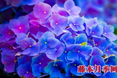 繡球能開(kāi)多少花？數(shù)數(shù)頂部就知道了