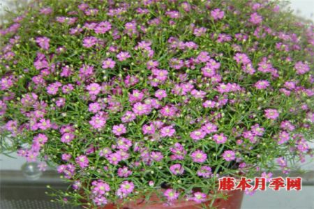 好看又好養(yǎng)，能開(kāi)上千朵花的花卉——滿天星