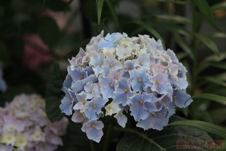 繡球花栽培技術要點