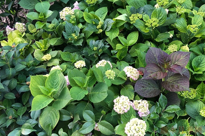 繡球花栽培技術要點