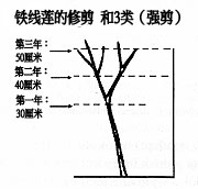 第三類修剪方式（強(qiáng)剪）： 強(qiáng)度修剪，保留2至3對(duì)芽的高度 （約20-50厘米）。