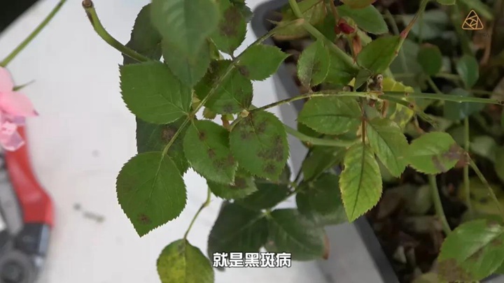 6月白粉病,黑斑病,紅蜘蛛高發(fā)期，如何來進行防治？