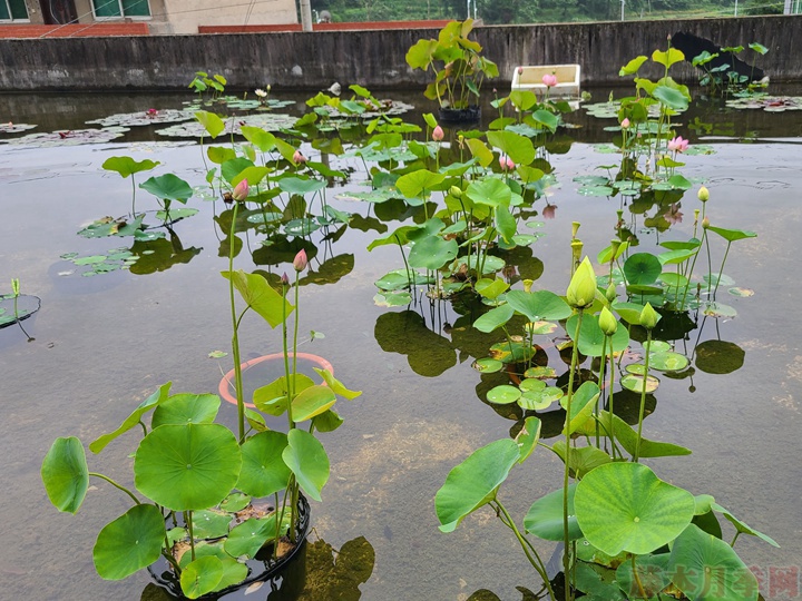 碗蓮為什么不開花，碗蓮不開花的原因有哪些？