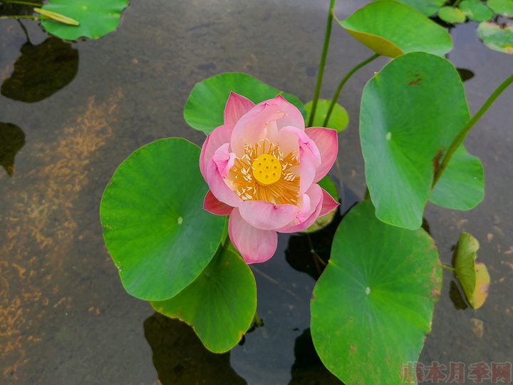 碗蓮為什么不開花，碗蓮不開花的原因有哪些？