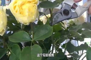 6月白粉病,黑斑病,紅蜘蛛高發(fā)期，如何來進(jìn)行防治？