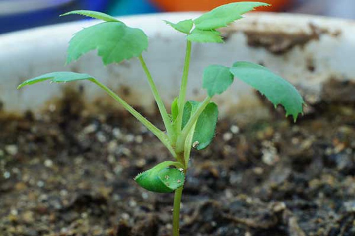 薔薇種子怎么處理發(fā)芽率高？