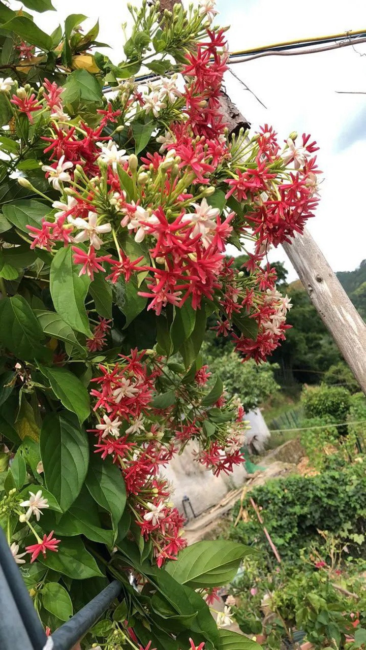 花架上的一顆使君子，點(diǎn)亮兩廣的夏天