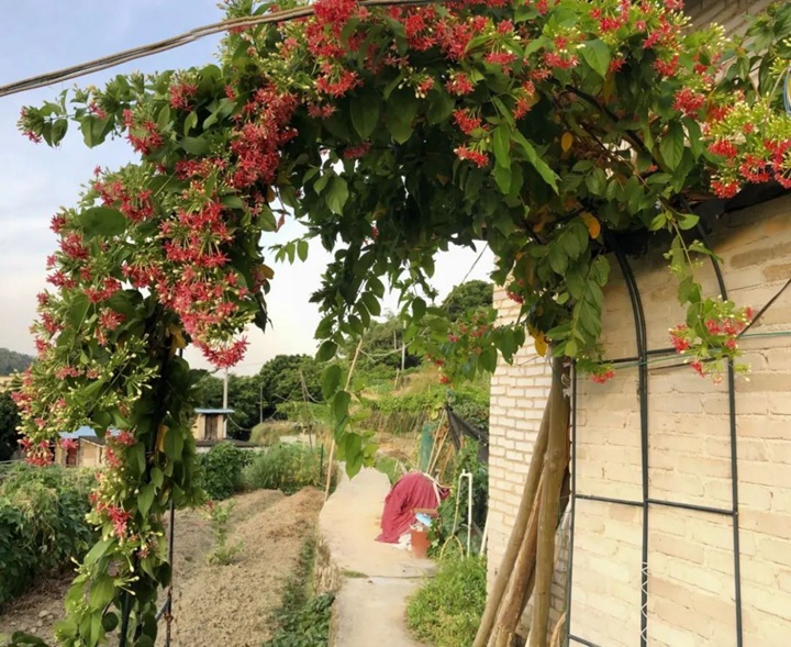 花架上的一顆使君子，點(diǎn)亮兩廣的夏天