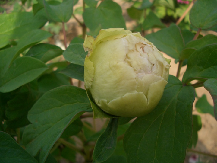 洛陽牡丹花期多長時間,什么時候去賞花好？