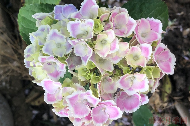 繡球花的花語(yǔ)和寓意是什么？