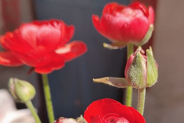 花毛茛的花期是什么時候，能開多久