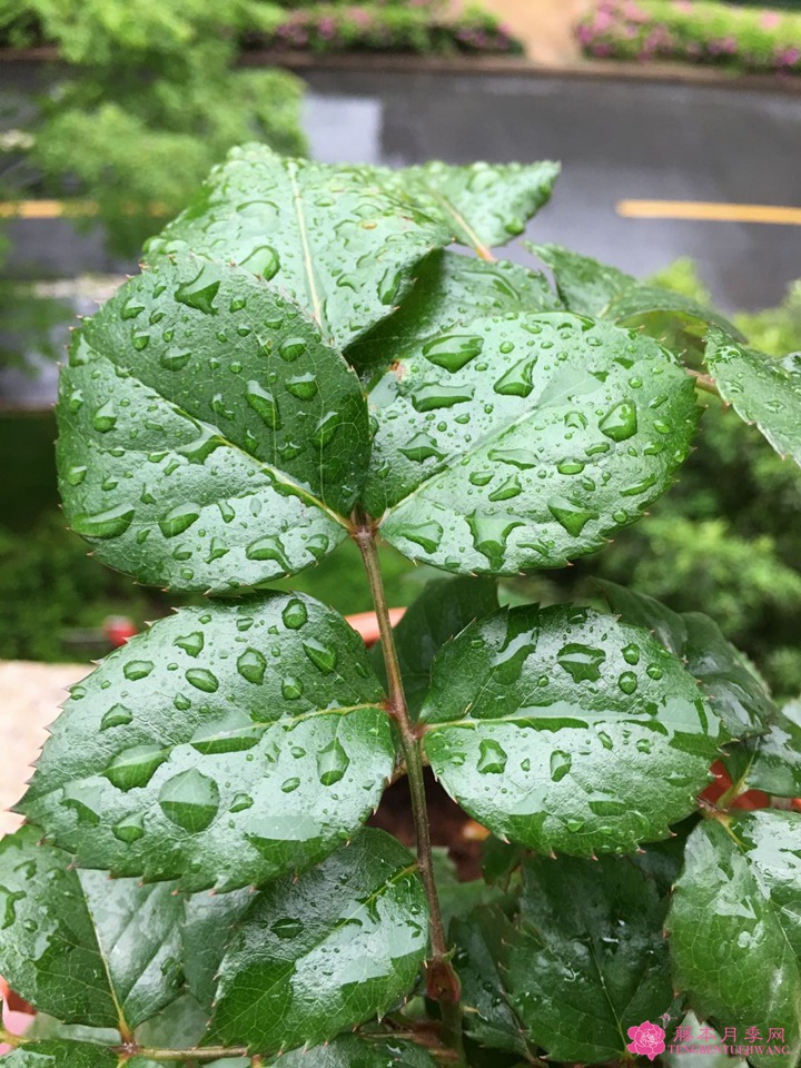 芳香王陽臺月季