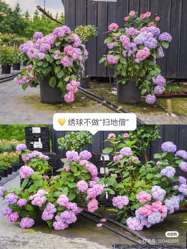 繡球花如何養(yǎng)護(hù)才能不垂頭