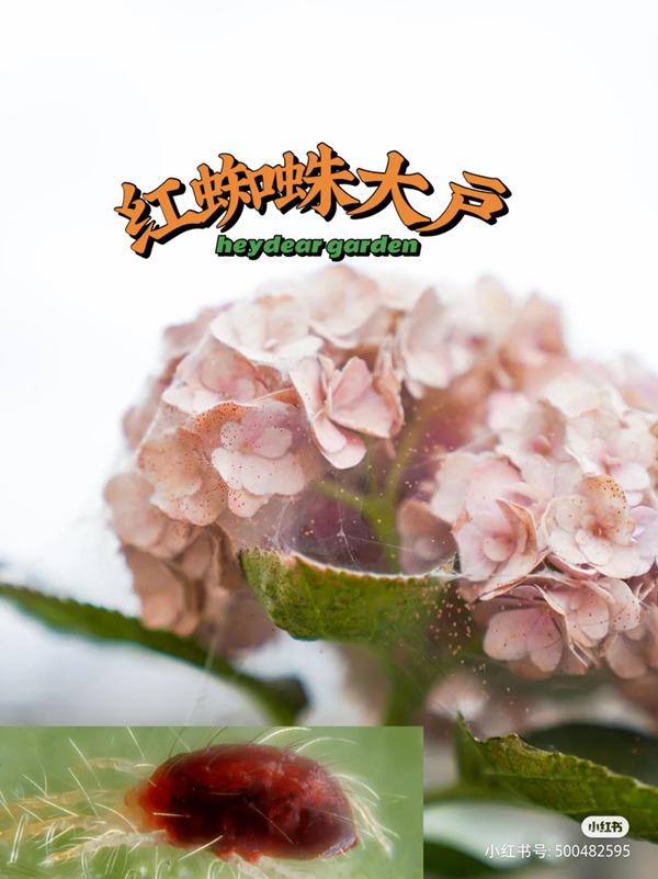 養(yǎng)啥啥不行，養(yǎng)紅蜘蛛第一名