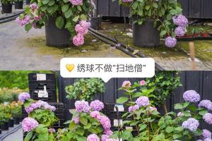 繡球花如何養(yǎng)護(hù)才能不垂頭