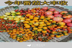 網(wǎng)紅品種番茄種植體驗(yàn)+品種口味測(cè)評(píng)