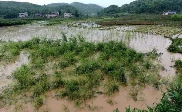 大雨過后草坪、苗木的養(yǎng)護(hù)和復(fù)壯管理