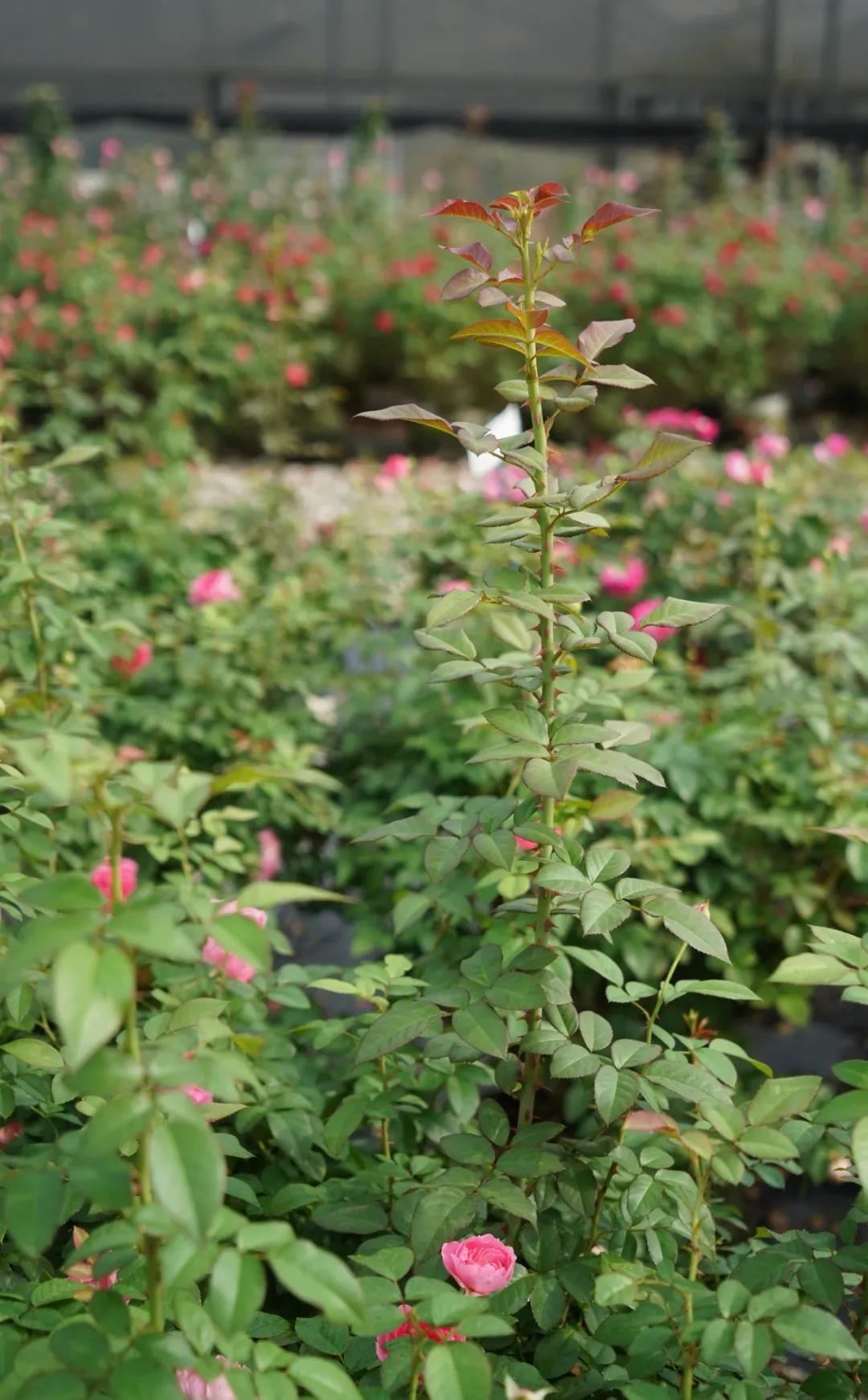 月季秋季復(fù)花指南