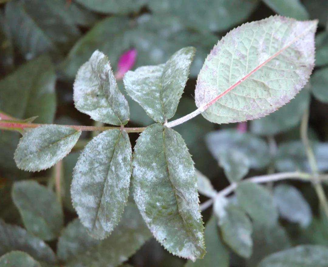 月季秋季復(fù)花指南