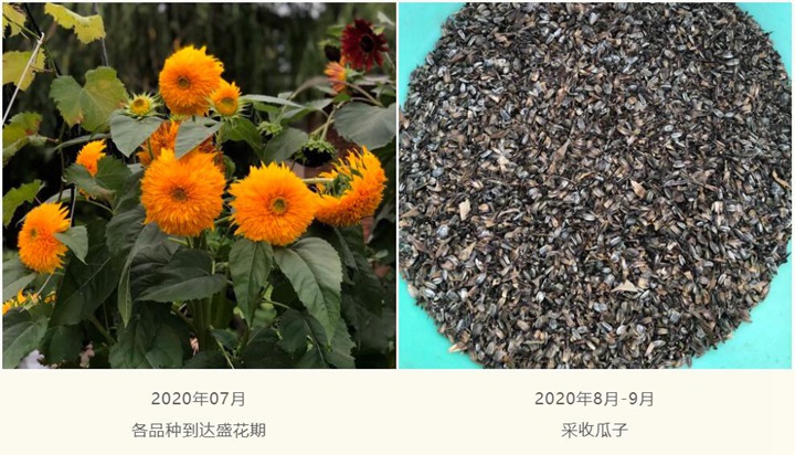 向日葵種子種植經(jīng)驗(yàn)分享