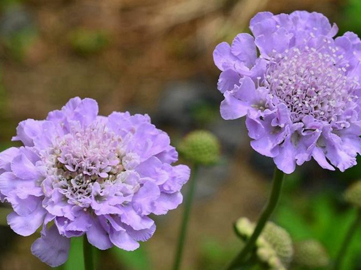 藍(lán)盆花的養(yǎng)殖方法和注意事項