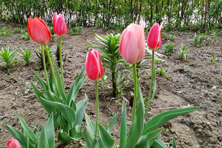 球根植物春花后的養(yǎng)護(hù)管理