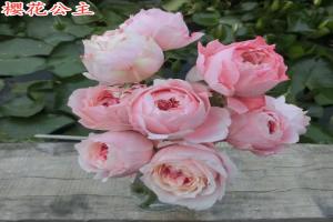 櫻花公主月季的優(yōu)缺點