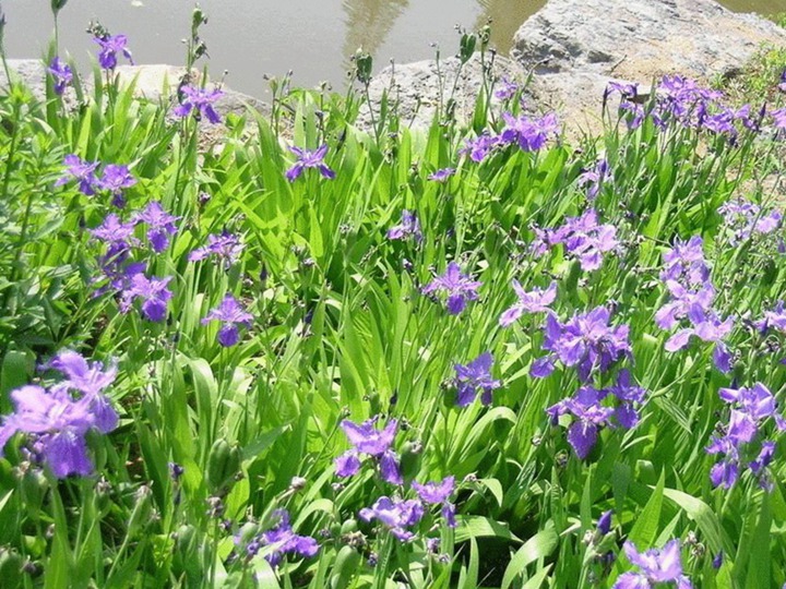 藍(lán)花鳶尾