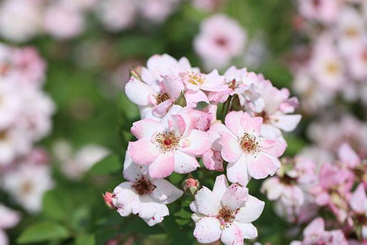 賣(mài)花女/賣(mài)花姑娘