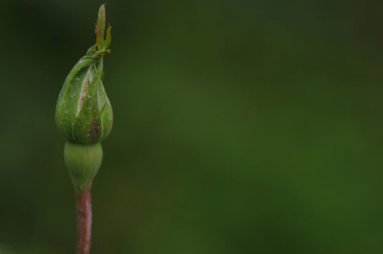 月季花苞沒(méi)開(kāi)就枯萎了的原因有哪些（四大因素）