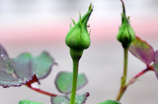 月季花苞沒(méi)開(kāi)就枯萎了的原因有哪些（四大因素）