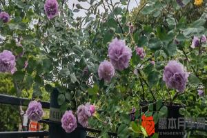 藍色陰雨月季一年開幾次花