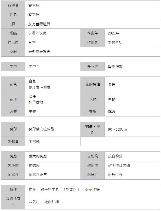 羅克珊月季的優(yōu)缺點分析