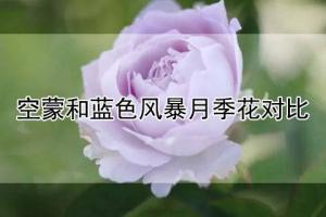 空蒙和藍(lán)色風(fēng)暴月季花對(duì)比分析