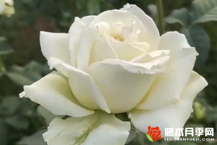 白葡萄酒月季優(yōu)缺點(diǎn)