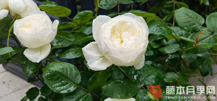 伊芙.婚禮之路一年開幾次花