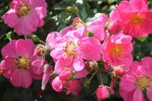 玫紅蜜蜂樂園Bienenweide Rosa